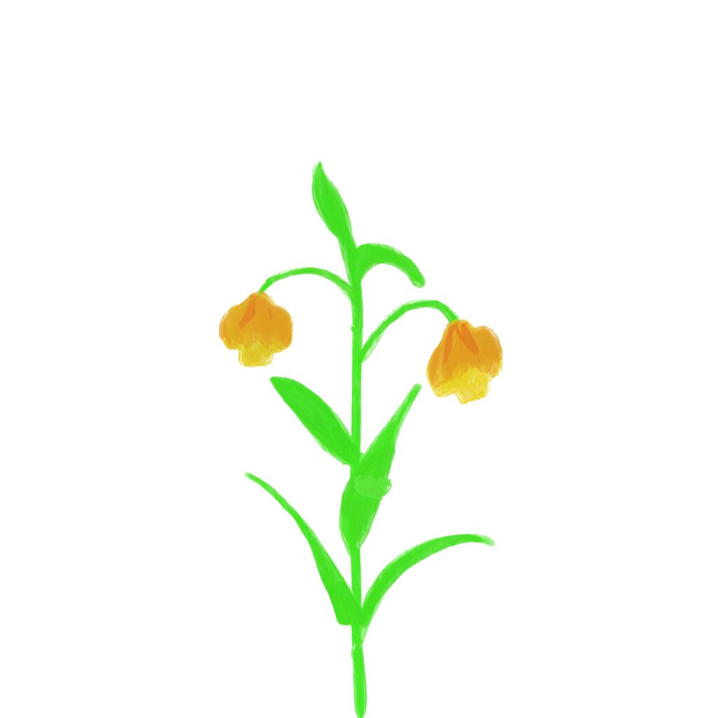 細い茎から伸びる葉と、下向きに