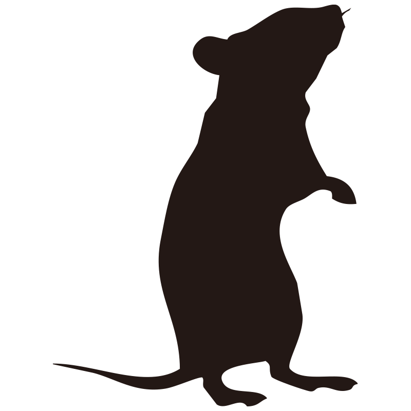 後ろ足で立ち上がり、上を向いて