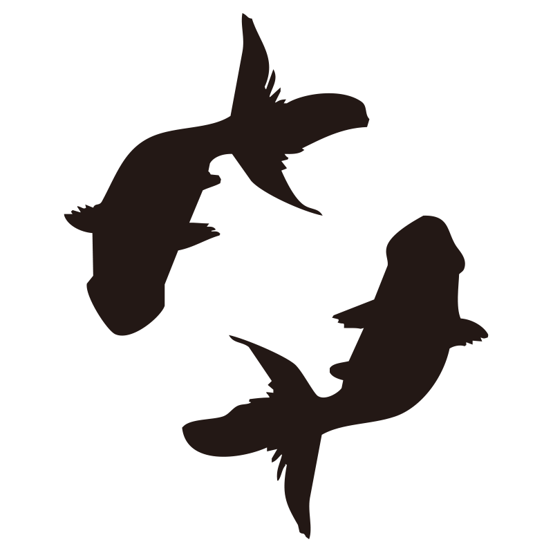 上から見た二匹の金魚が優雅に泳