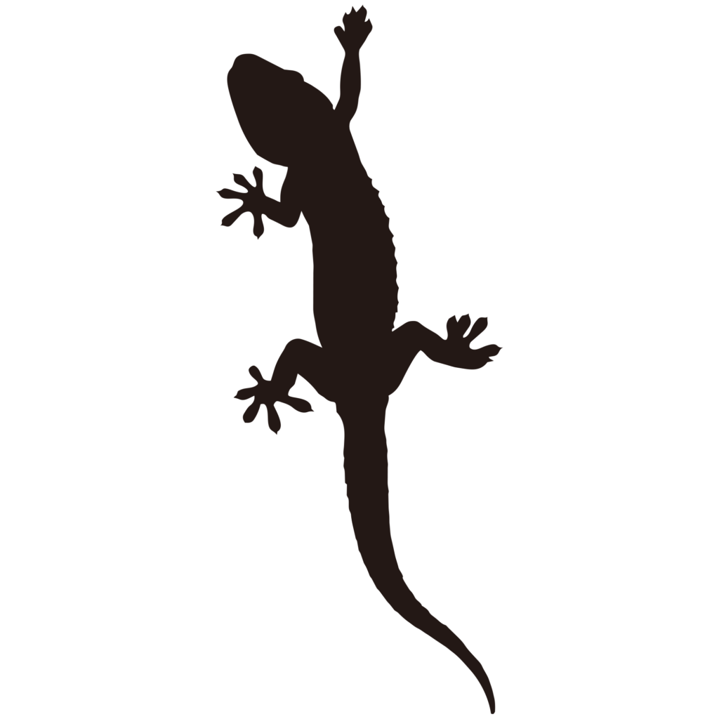 壁を這うような躍動感のあるトカ