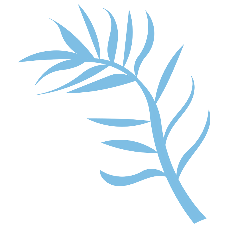 細長くエレガントな形状の葉が付