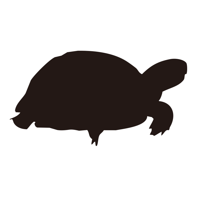 ゆっくりと歩行するカメの横姿を