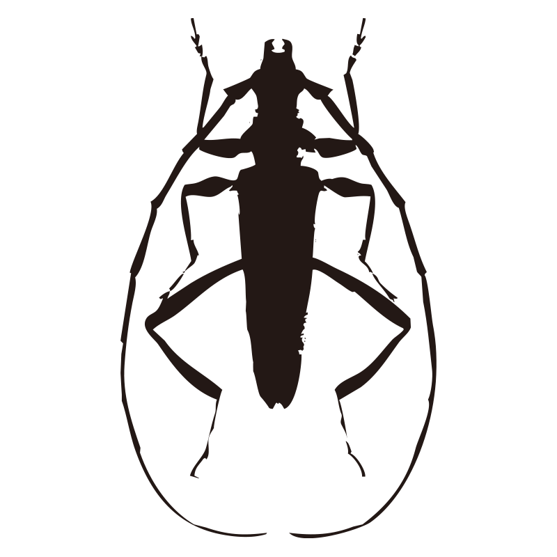 長い触角が特徴的なカミキリムシ