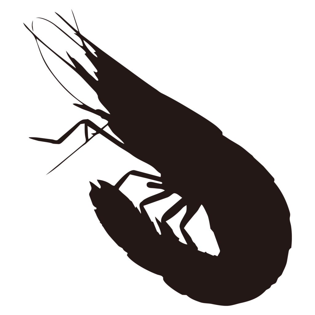 美しく湾曲したエビの体のライン