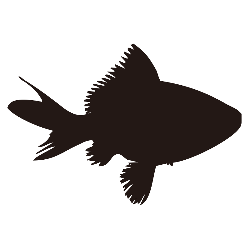 横から見た優雅な金魚のシルエッ