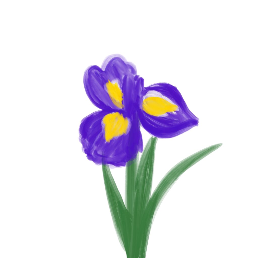 紫色の花びらと中央の黄色が印象