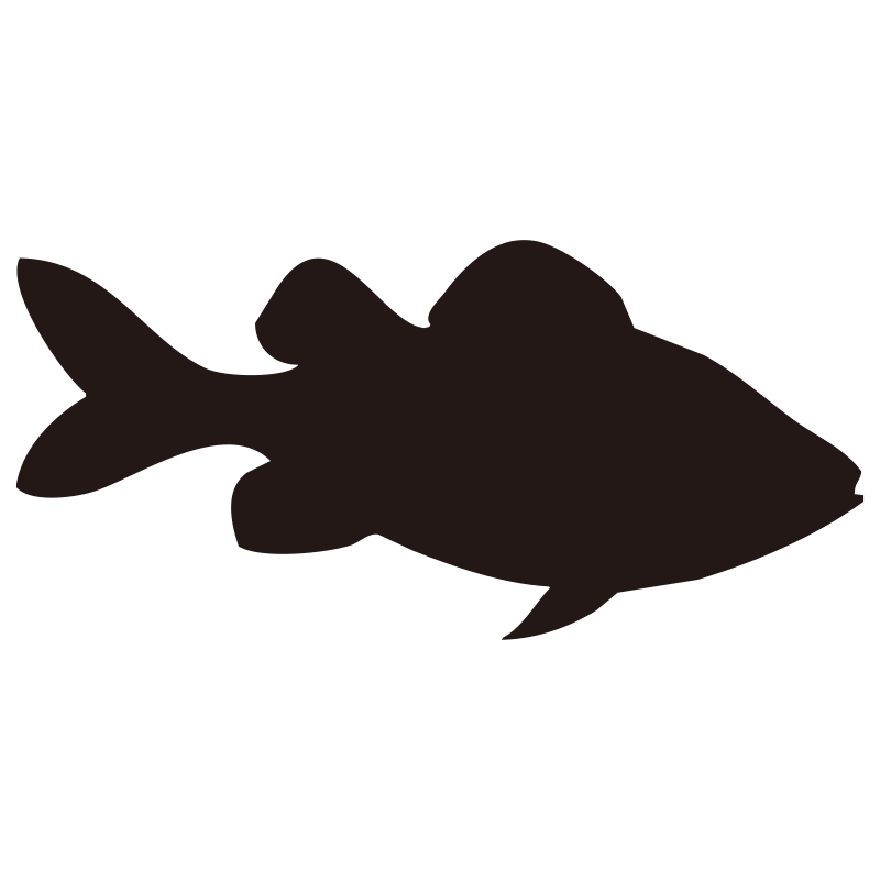 活きの良い魚をシンプルに表現し