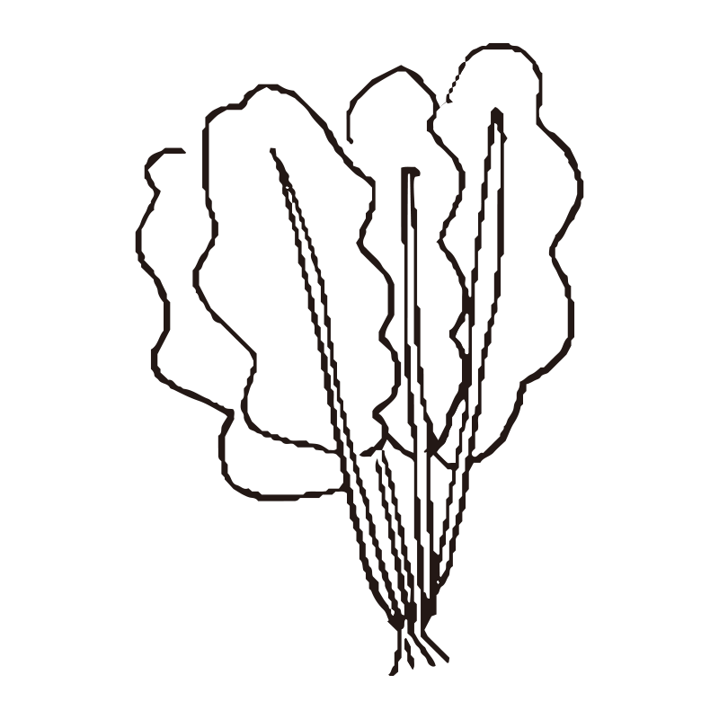 新鮮なほうれん草をモチーフにし