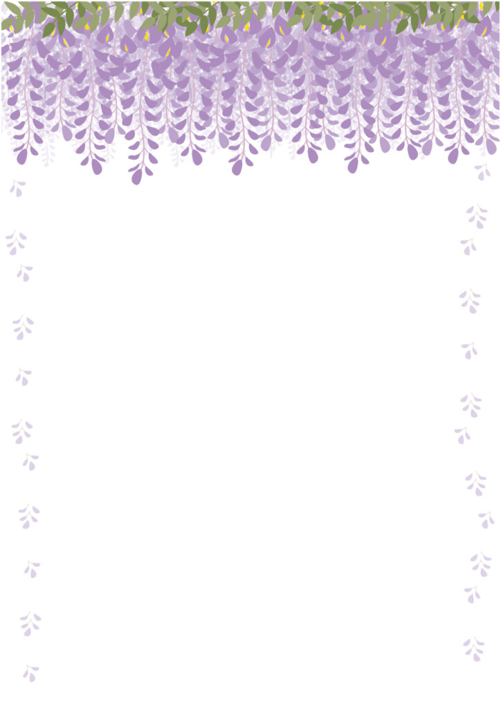 季節は春（4月から5月の藤の花