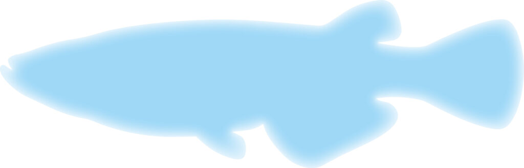 かわいい配色の「めだか」のシル