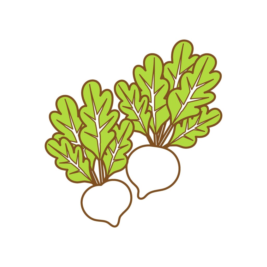 今が旬の野菜のかぶのイラストで