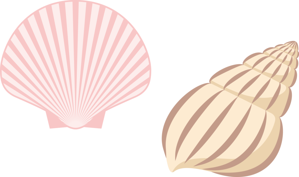 貝殻のイラストです。 日中思い