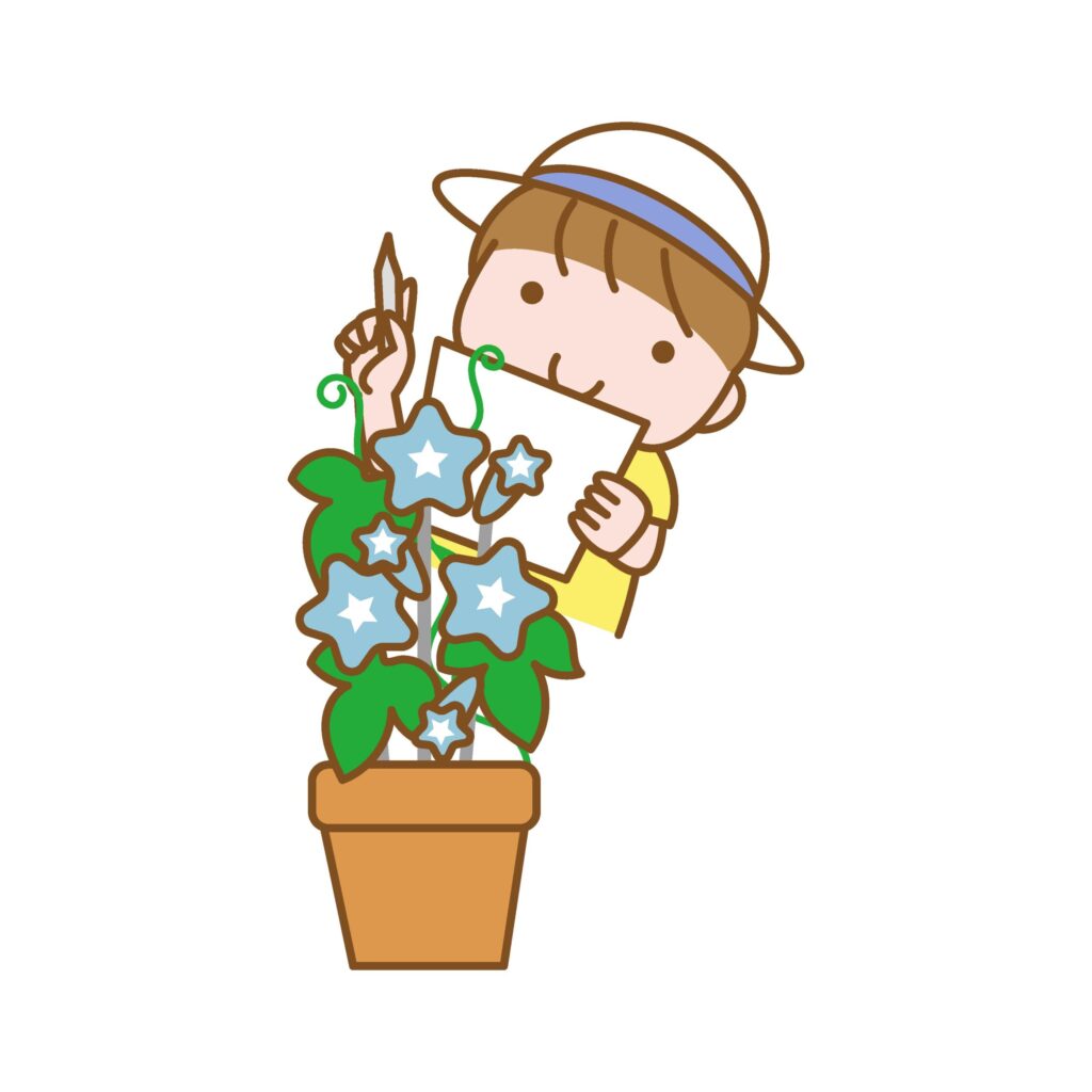 朝顔の花の観察をする小学生の子