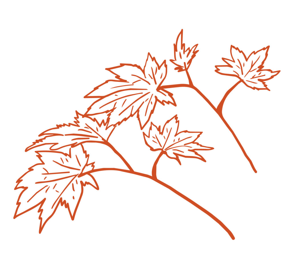 秋色に染まったもみじの群生を、