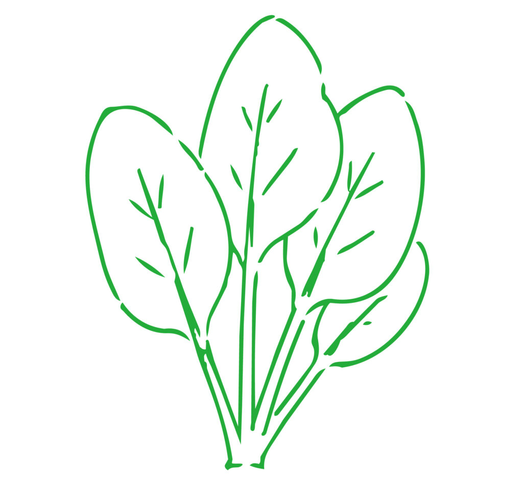 ラフな線画で描いたほうれん草の