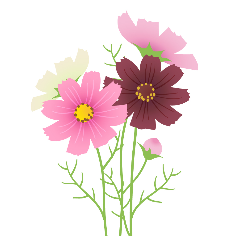 秋の花、コスモスのイラスト素材