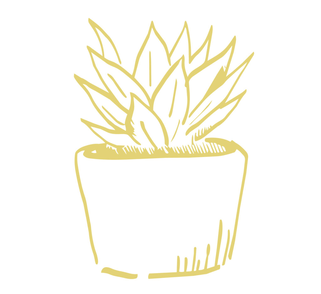 おしゃれな緑の観葉植物を、たく