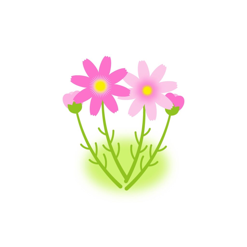 秋の風物詩の秋の花のコスモスの