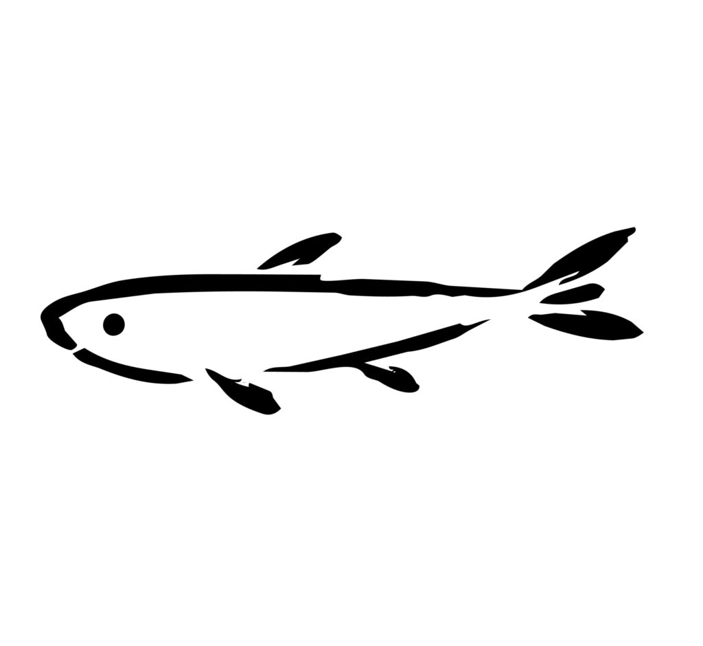 かわいらしいメダカを描きました