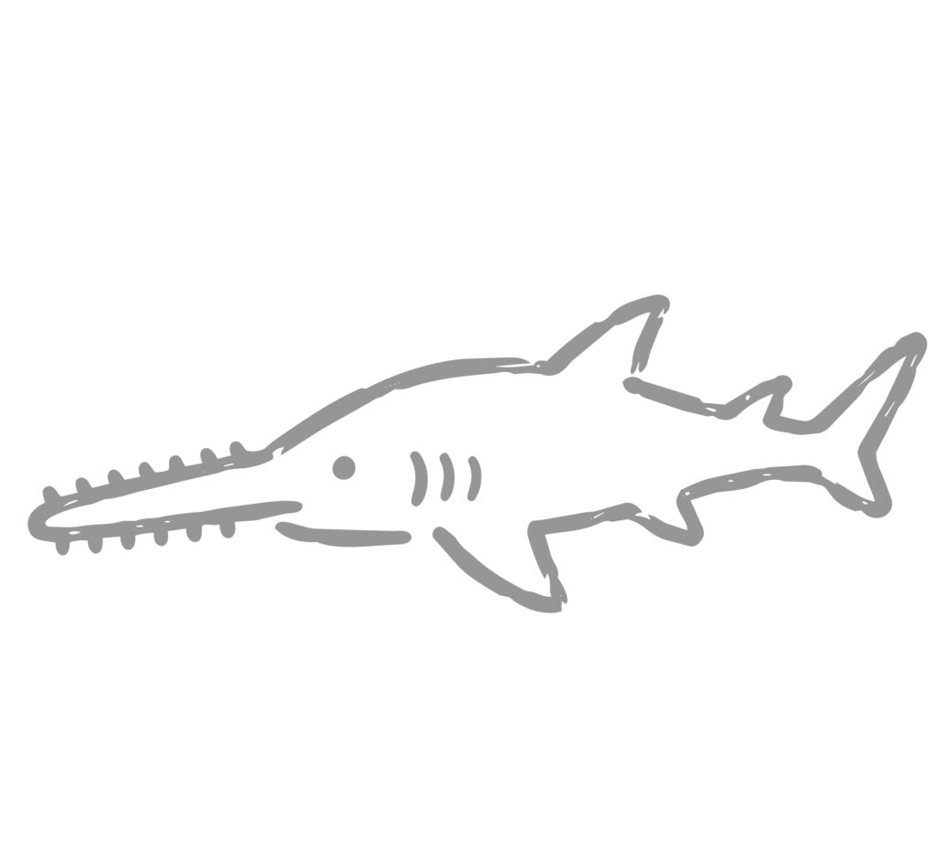 のこぎりのような長い吻が特徴的