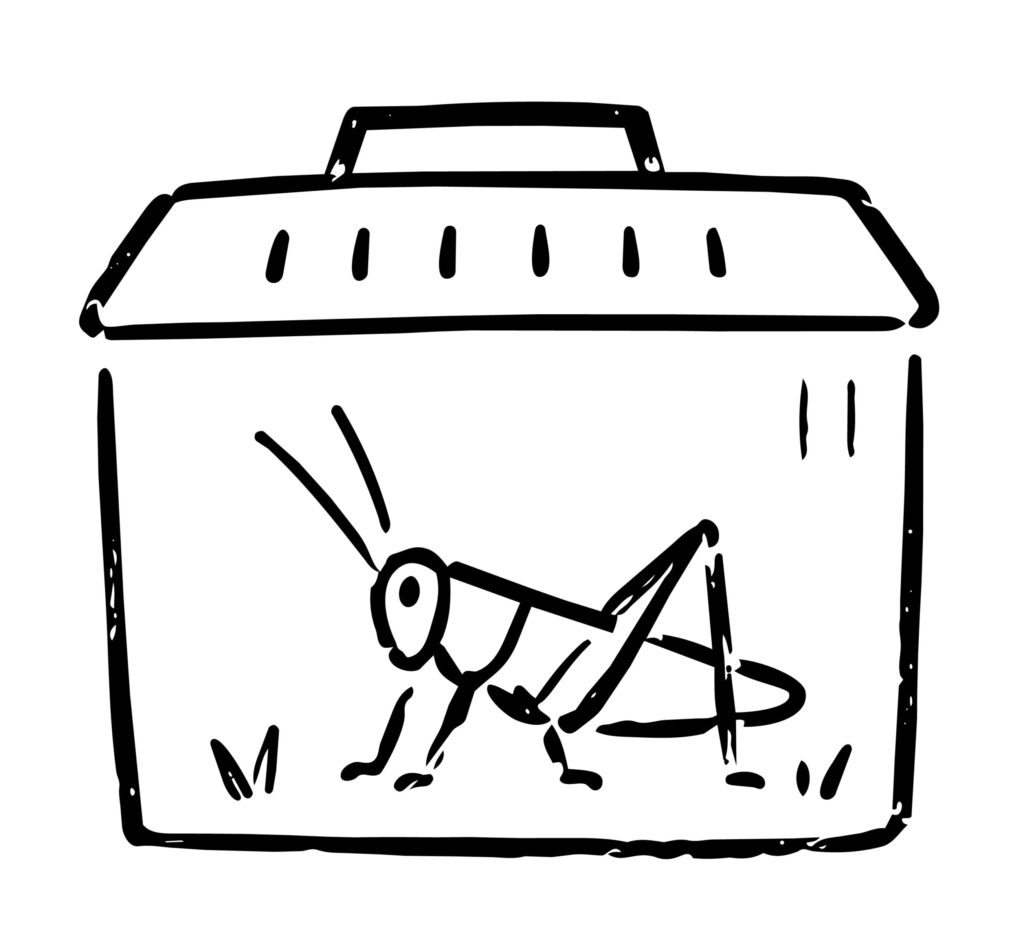 虫かごの中で元気に跳ねそうなバ