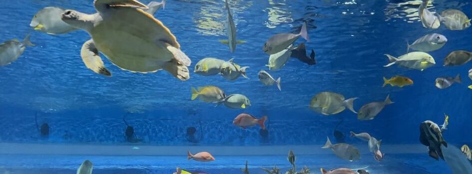 ichikun：イラスト画像